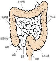 全大腸内視鏡検査について